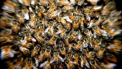 Vorschau: Bienen im TV