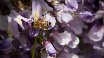Neue Bienen-Fachliteratur - welche Bücher lohnen sich?