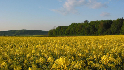 Aargau baut Vorbildfunktion im Bienenschutz weiter aus