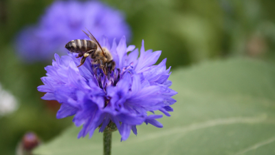 Sieben Tipps, mit denen Hobbyimkern faszinierende Bienenschnappschüsse gelingen