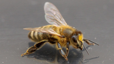 Bienen können tatsächlich fliegen!