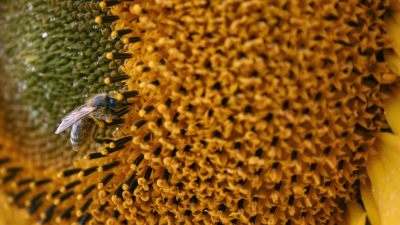 So wertvoll sind die Schweizer Bienen wirklich