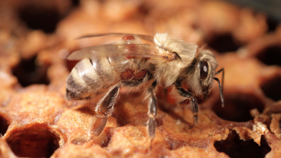 Wird die Varroabekämpfung für Bienen bald besser verträglich?