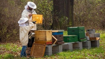 Corona und die Imker - Unterstützung durch BienenSchweiz